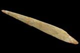 Cretaceous Shark (Hybodus) Dorsal Spine - Morocco #93924-1